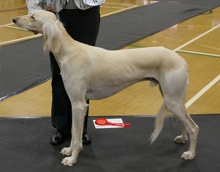 image: Class 6 Graduate Dog 2 entries