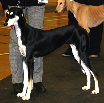image: Class 14 Minor Puppy Bitch 5 entries