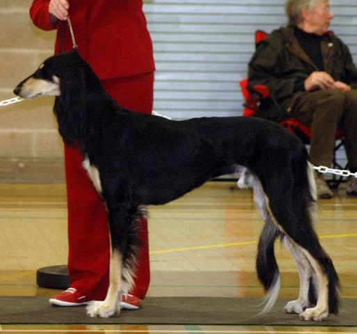 image: Reserve Best in Show