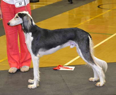 image: Dog Classes