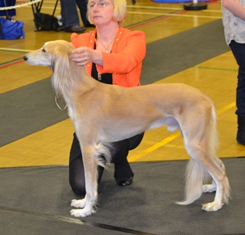 image: Dog Classes
