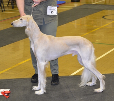 image: Dog Classes