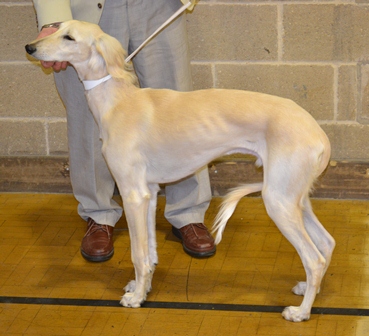image: Dog Classes