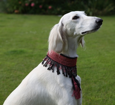 image: Best Puppy