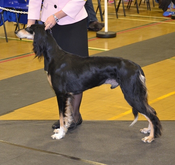 image: Dog Classes