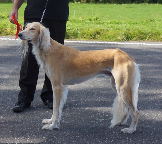 image: Reserve Best Dog