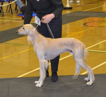 image: Dog Classes