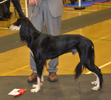 image: Dog Classes