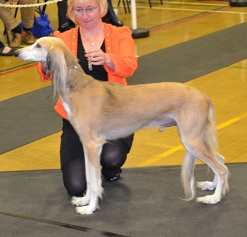 image: Dog Classes