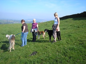 image: Saluki Walk 2008