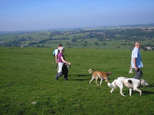 image: Saluki Walk 2008