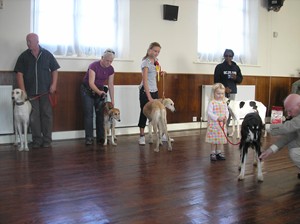 image: Saluki Walk 2008