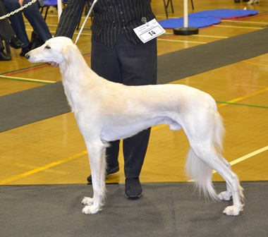 image: Dog Classes