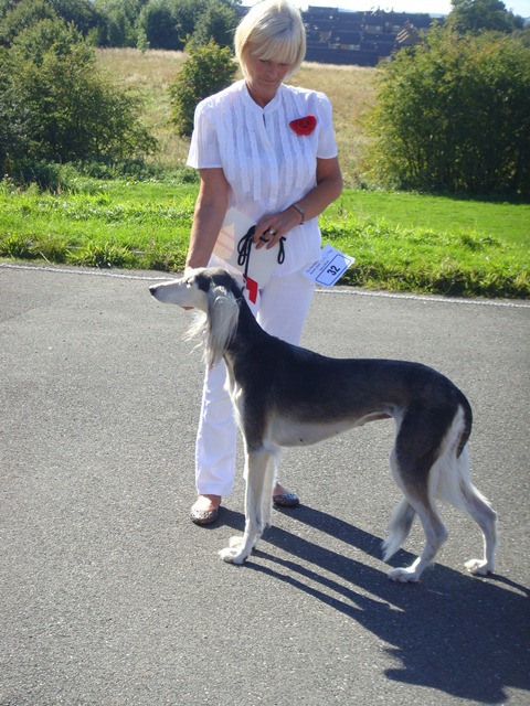 image: Best Veteran in Show