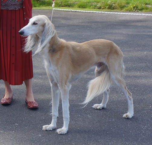 image: Class 11 Veteran Dog 