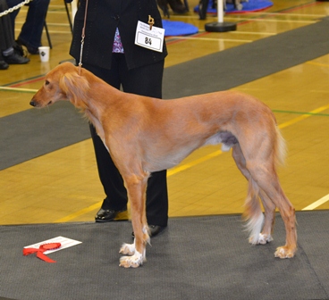 image: Dog Classes