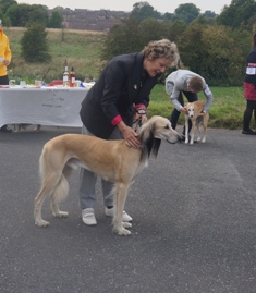 image: Fun Class 2 Most Handsome Dog Judge David Haworth