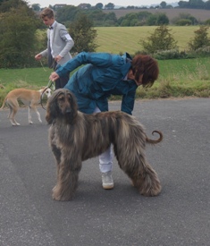 image: Fun Class 2 Most Handsome Dog Judge David Haworth