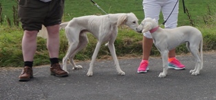 image: Fun Class 5 Best 6 Legs Judge Sue Edge