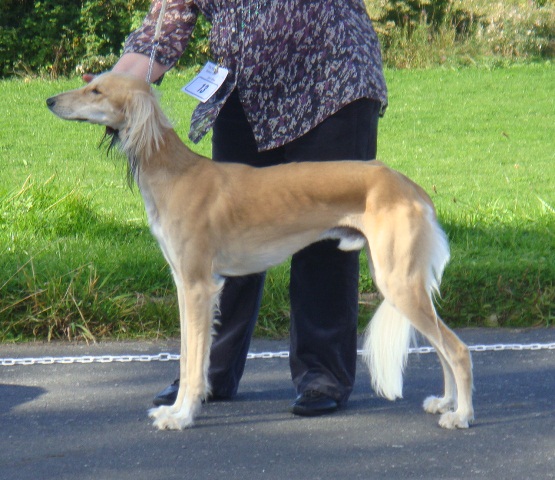 image: Class 6 Graduate Dog 
