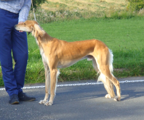 image: Class 3 Junior Dog 