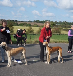 image: Class 8 Limit Dog image: Class 8 Limit Dog