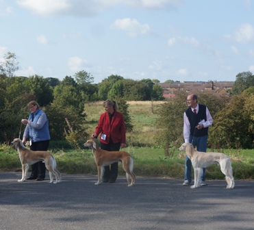 image: Class 8 Limit Dog image: Class 8 Limit Dog