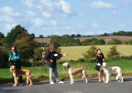 image: Class 8 Limit Dog image: Class 8 Limit Dog