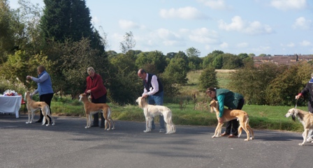 image: Class 8 Limit Dog image: Class 8 Limit Dog