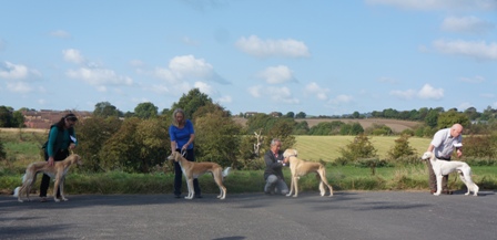 image: Class 5 Novice Dog image: Class 5 Novice Dog