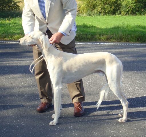 image: Class 2 Puppy Dog 