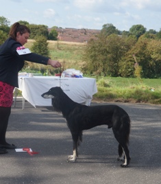 image: Class 9 Open Dog image: Class 9 Open Dog