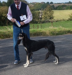 image: Class 9 Open Dog image: Class 9 Open Dog