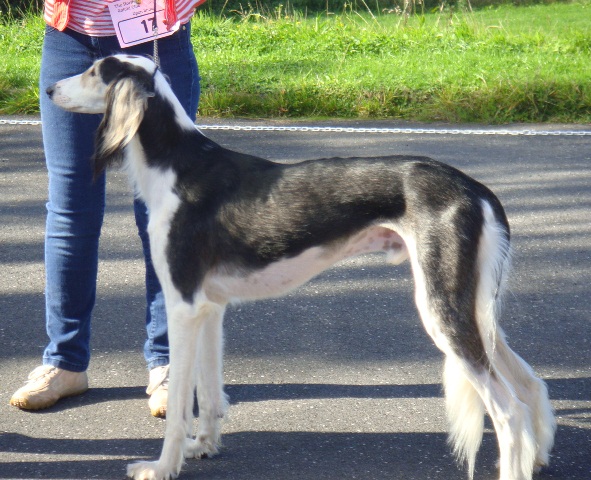 image: Class 7 Post Graduate Dog 