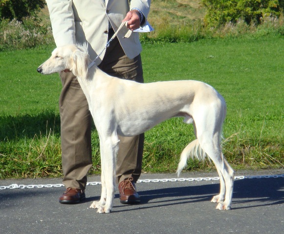 image: Reserve Best Puppy in Show