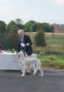 image: Class 24 Special Yearling Dog or Bitch