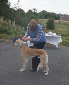 image: Class 25 Special Open Dog or Bitch