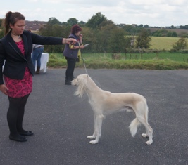 image: Class 25 Special Open Dog or Bitch