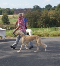 image: Class 24 Special Yearling Dog or Bitch