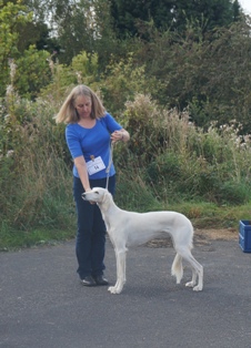 image: Class 24 Special Yearling Dog or Bitch