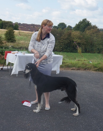 image: Class 11 Veteran Dog image: Class 11 Veteran Dog