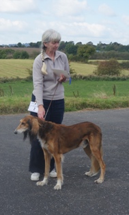 image: Class 11 Veteran Dog image: Class 11 Veteran Dog