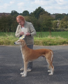 image: Class 11 Veteran Dog image: Class 11 Veteran Dog