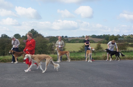 image: Class 11 Veteran Dog image: Class 11 Veteran Dog