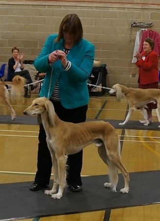 image: Class 7 Post Graduate Dog 7 entries