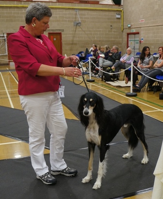 image: Class 9 Limit Dog 6 entries - 1 absent