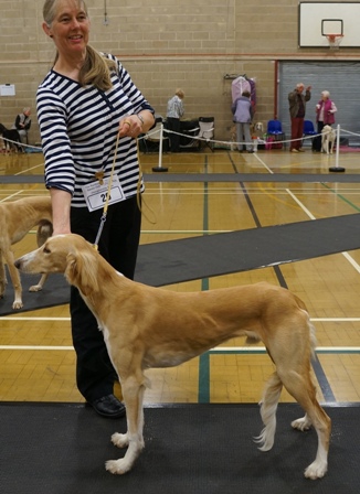 image: Class 1 Minor Puppy Dog 3 entries