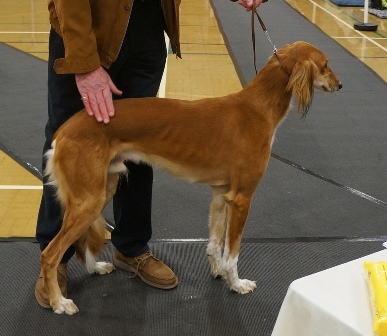 image: Class 5 Novice Dog 3 entries