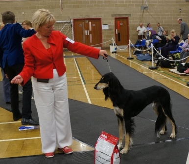 image: Class 10 Open Dog 8 entries