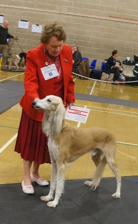 image: Class 13 Special Veteran Dog or Bitch (10 years and over)<br /><br />
3 entries 1 absent
